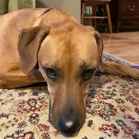 Meet your Posher, Laurie - Picture 8 of 8